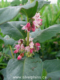 western snowberry