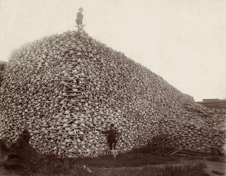 Bison skull pile; ca 1870